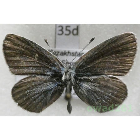 Cupido minimus ssp. tusovi Lukhtanov, 1994 male Kazachstan35d